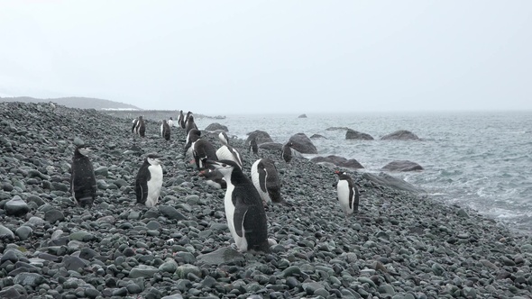 Penguins. Antarctica. A group of Penguins walking along the rocky shore in the Antarctic peninsula.