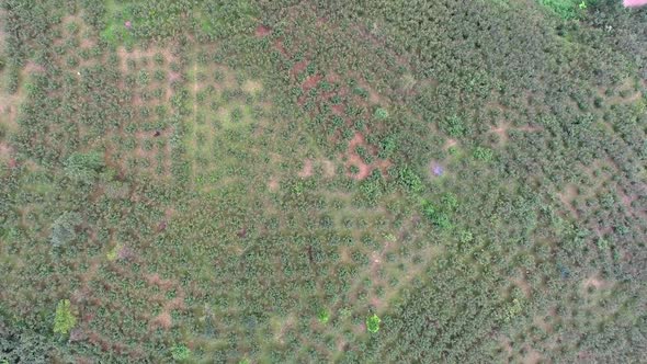 Aerial Hazelnut Tree Fields