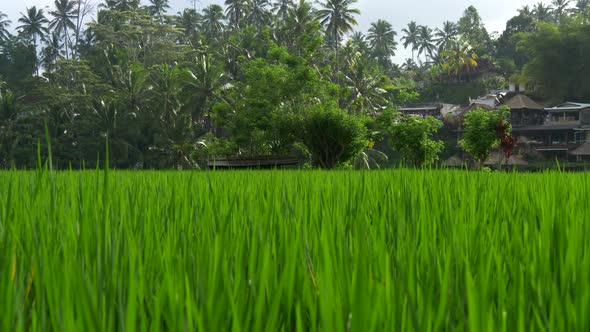 Dolly Shot of Rice Field in Bali Island, Indonesia