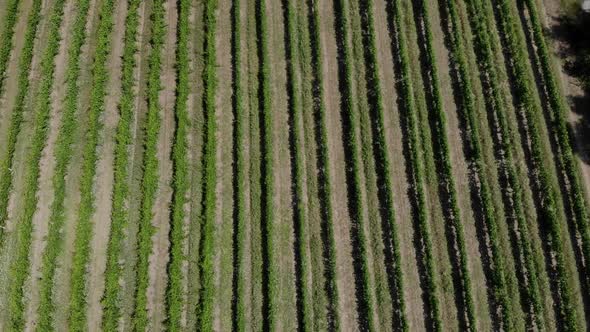 Stunning Aerial of Vineyards Early in the Day