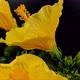 Unblooming of Yellow Hibiscus - VideoHive Item for Sale