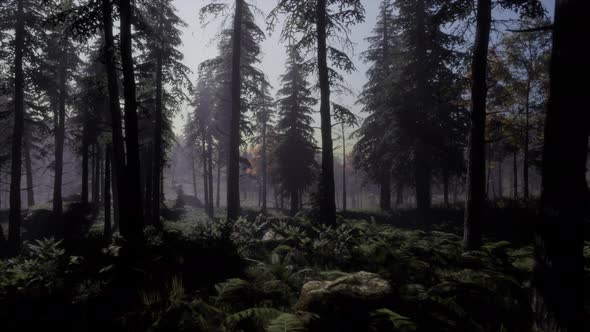 Moon Light Over the Spruce Trees of Magic Mystery Night Forest