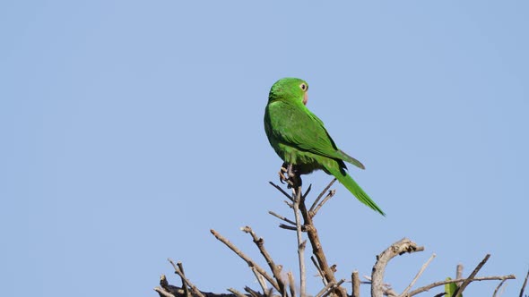 Close up shot of a single white-eyed parakeet; psittacara leucophthalmus with beautiful green plumag