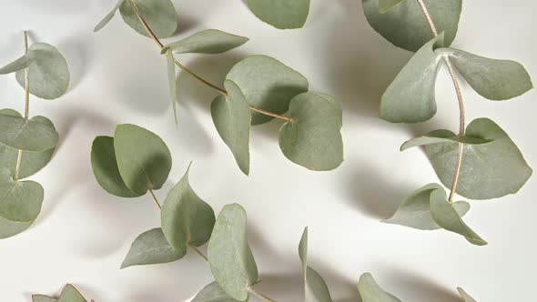 Green Leaves Eucalyptus Isolated on a White Revolving Table
