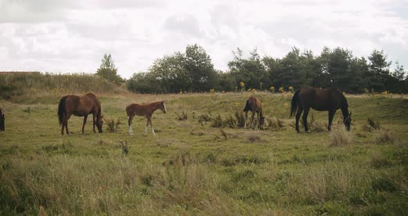 Wildhorses And Foals Grazing In Meadow