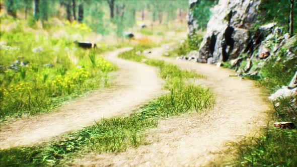 Grass Field and Forest Trees