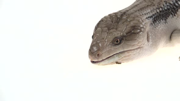 Eastern Blue Tongue Lizard - Tiliqua Scincoides Isolated on White