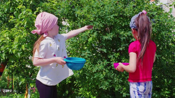 Two Small Girls are Picking Honeysuckle in Garden