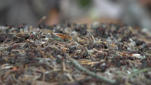 Ants Frantically Run Around on the Ground Covered with Needles and Small Branches