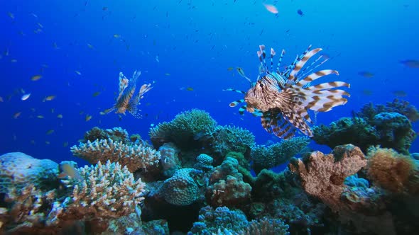 Tropical Coral Garden Underwater Lionfish