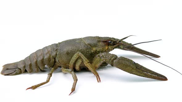 Big alive crayfish on a white background