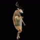41 Deer Dancing HD - VideoHive Item for Sale