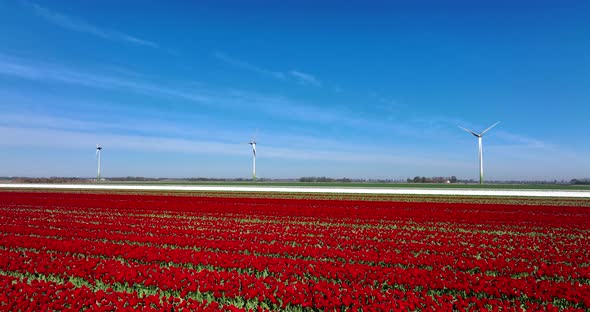 Field of Red and White tulips under spinning windmills and blue sky in northern Holland.