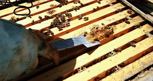 Beekeeper removing honeycomb from beehive