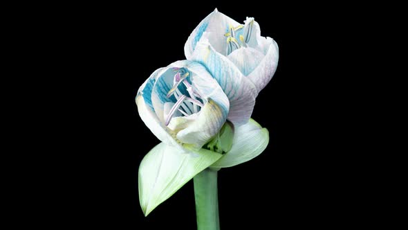 Red Hippeastrum Opens Flowers in Time Lapse on a Black Background