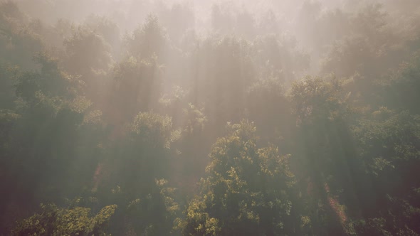 Fog in a Forest at Aerial View