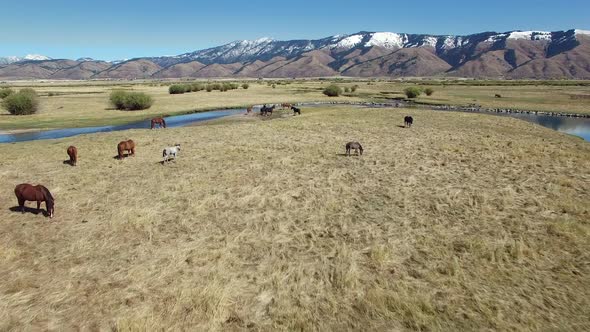 Drone flying across river and above horses