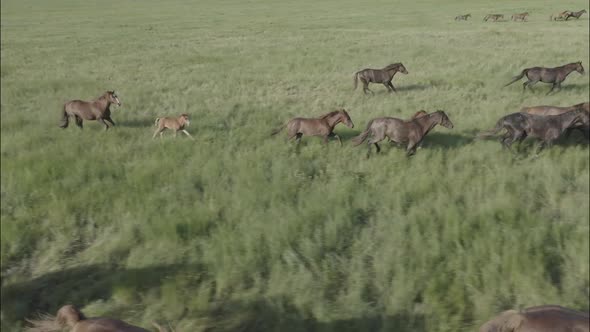 Wild Horses Running Wild Mustangs Run on the Green Grass