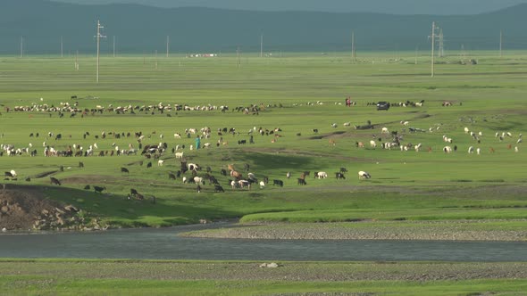 Husbandry Herds in the Mongolian Steppes