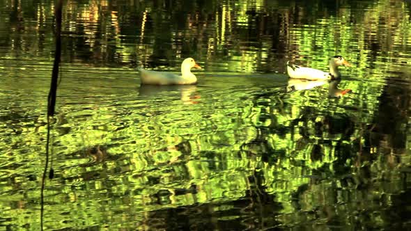 Domesticated ducks swimming along a pond with the lush vegetation reflecting off the surface of the