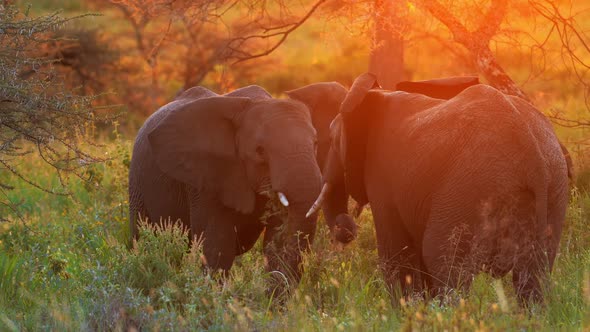 Elephant Fight in Svannah Tusks and Trunks Up Big Strength Weight and Muscles