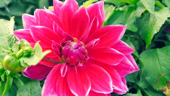 Beautiful Dahlia Close Up In The Garden 