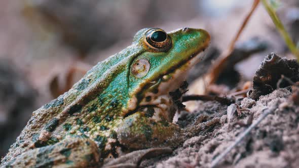 Frog Sits on the Sand Near the River Shore. Portrait of Green Toad.