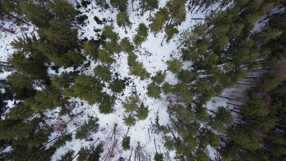 Winter forest in the mountains. spruce trees. top view.