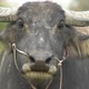 Water Buffalo - Slow Motion,Close-up,Front View - VideoHive Item for Sale
