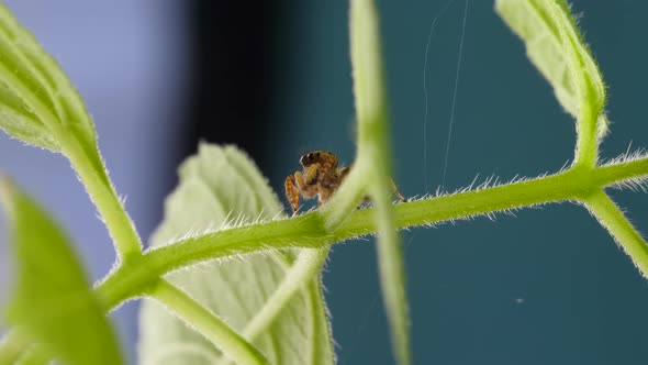 Cute Red Jumping Spider Staying And Looking Curious on Green Plant with Leafs