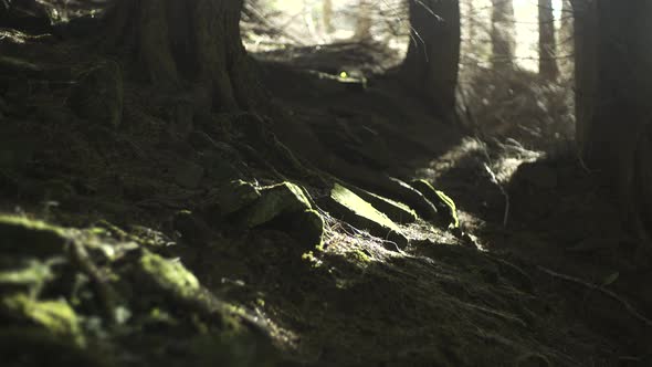 Golden hour sunlight shines on the floor of this ancient woodland in Wales, UK. The woods are full o