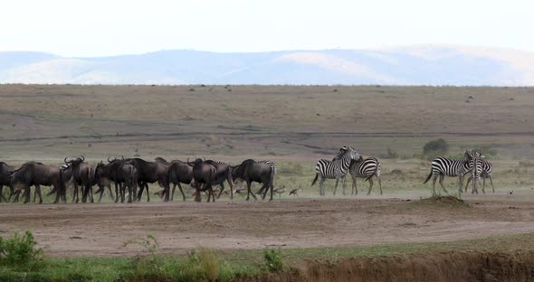 Zebra And Wildebeest In Dusty Africa Scene