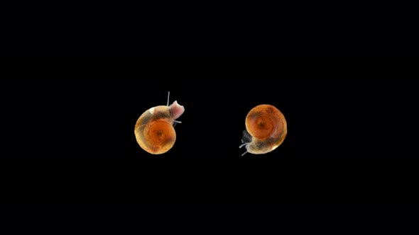 Snail Planorbis sp., Family Planorbidae, order Pulmonata