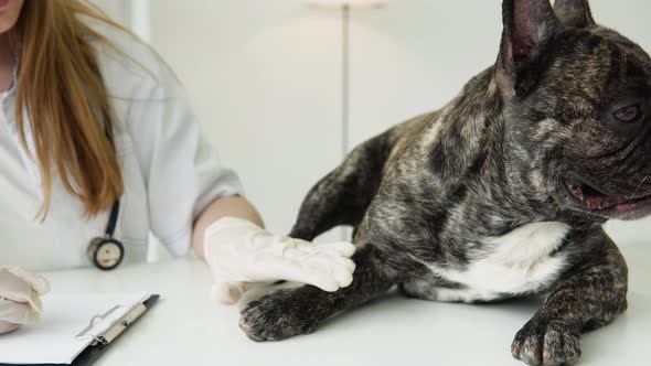 Veterinarian Woman Examines the Dog and Pet Her