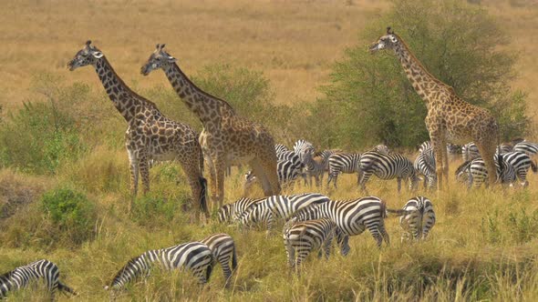 Three giraffes and a dazzle of zebras