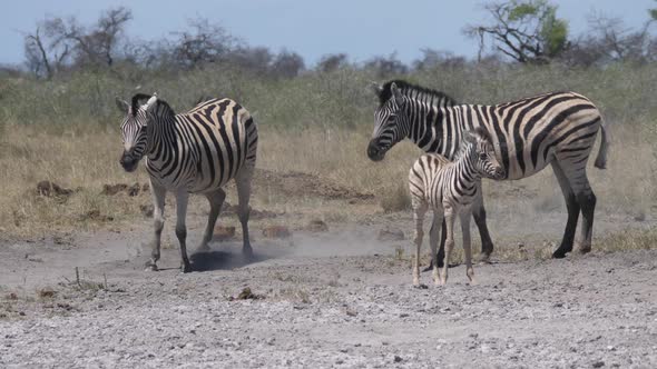 Herd of zebras on a dry savanna