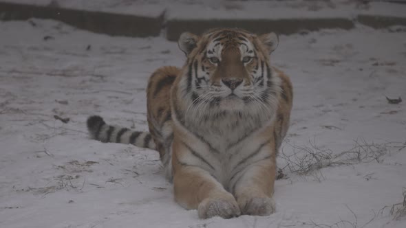 Tiger on the Snow