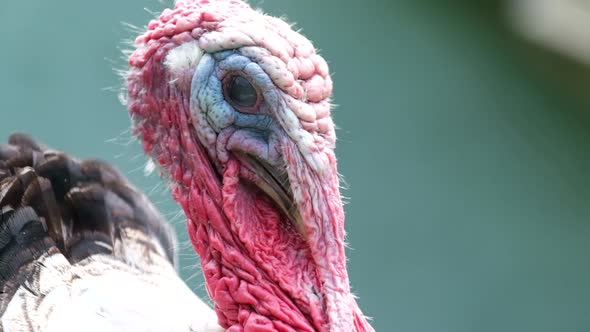 Portrait of a Red Big Turkey Head