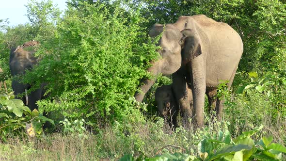 Group Asian elephants eating from the trees