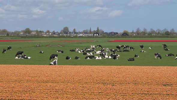 Black and white cows between orange and red tulip fields in Holland, nice clouds