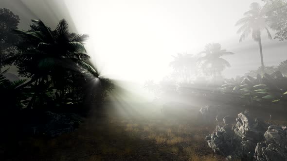 Sunset Beams Through Palm Trees