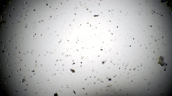 A Lot Ciliate on a Drop of Water on a White Background