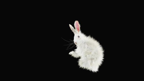 Rabbit Dancing HD