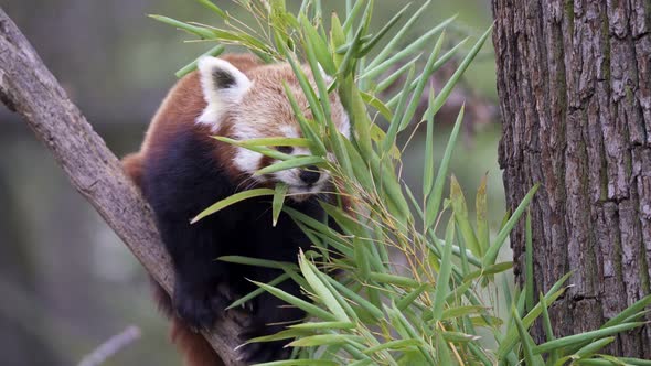 Red panda (Ailurus fulgens) on the tree. Cute red panda bear eats bamboo.