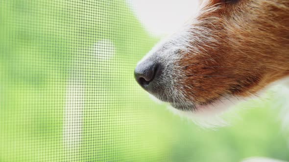 Close Up of Dog Muzzle Against Green Background