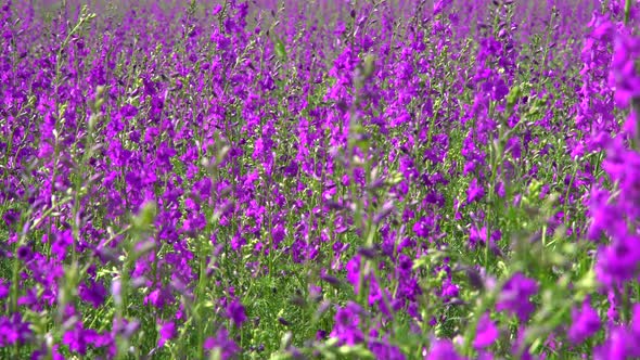 Purple Wildflowers 8