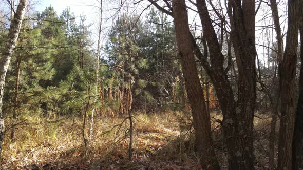 Forest with Trees in an Autumn Day