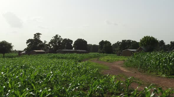 Africa Mali Village And Field Aerial View