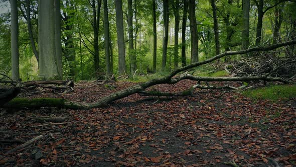 Path Through The Woods With Fallen Tree