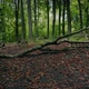 Path Through The Woods With Fallen Tree - VideoHive Item for Sale